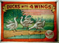 Fred Johnson Sideshow Banner Ducks With 4 Wings