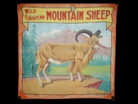 Fred Johnson Sideshow Banner Wild European Mountain Sheep