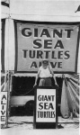  Al Tomaini's Giant Sea Turtle Show
